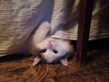 High angle portrait of cat in cage