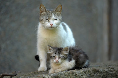 Portrait of cats sitting