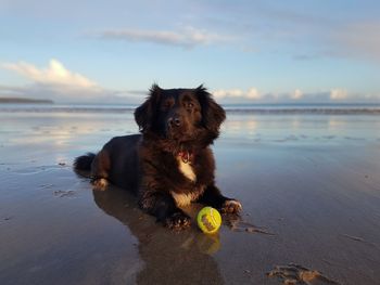 Small dog laying down on beach with ball