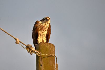 Low angle view of eagle perching on wooden post against sky