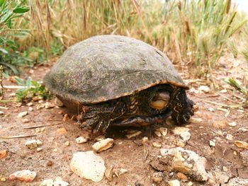 Close-up of turtle on ground