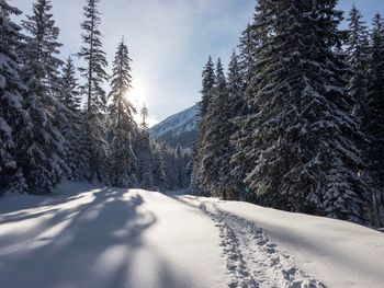 Snow covered trees against sky