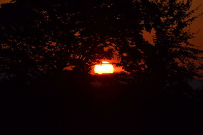 Silhouette of trees at sunset