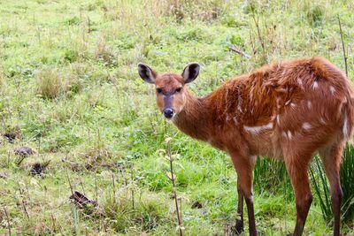 Portrait of an animal on field