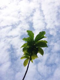 Low angle view of tree against sky