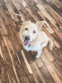 High angle view of dog on wooden floor