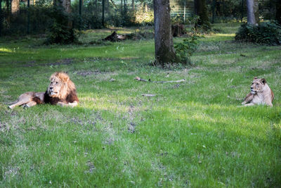 Dog in a field