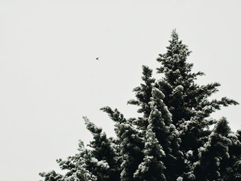 Low angle view of bird on tree against clear sky