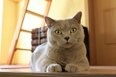 Close-up portrait of cat sitting at home