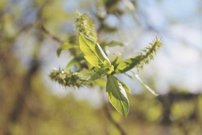 Close-up of fresh green plant