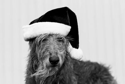 Close-up of dog wearing hat