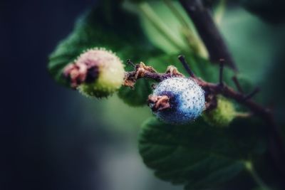 Close-up of fruit on tree