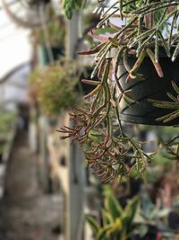 Close-up of succulent plant