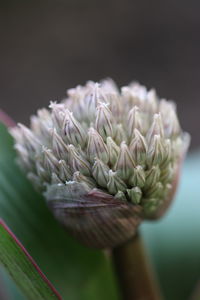 Close-up of flowering plant