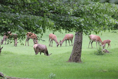 Horses in a field