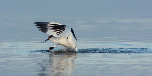 Close-up of birds in mating ritual in lake