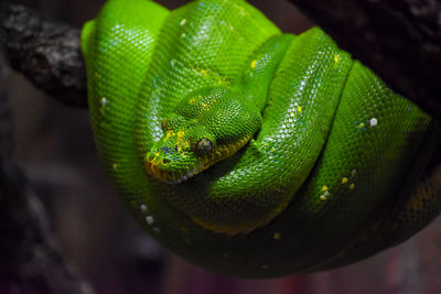 Snake at fuengirola bioparc