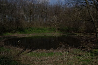 Scenic view of lake in forest