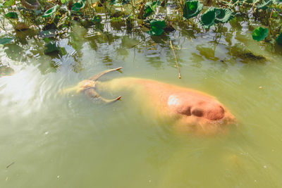 High angle view of turtle in lake