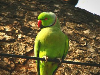 Close-up of parrot perching on tree