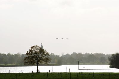 Birds flying over a field