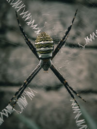 Close-up of spider on web