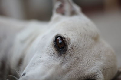 Close-up portrait of a dog