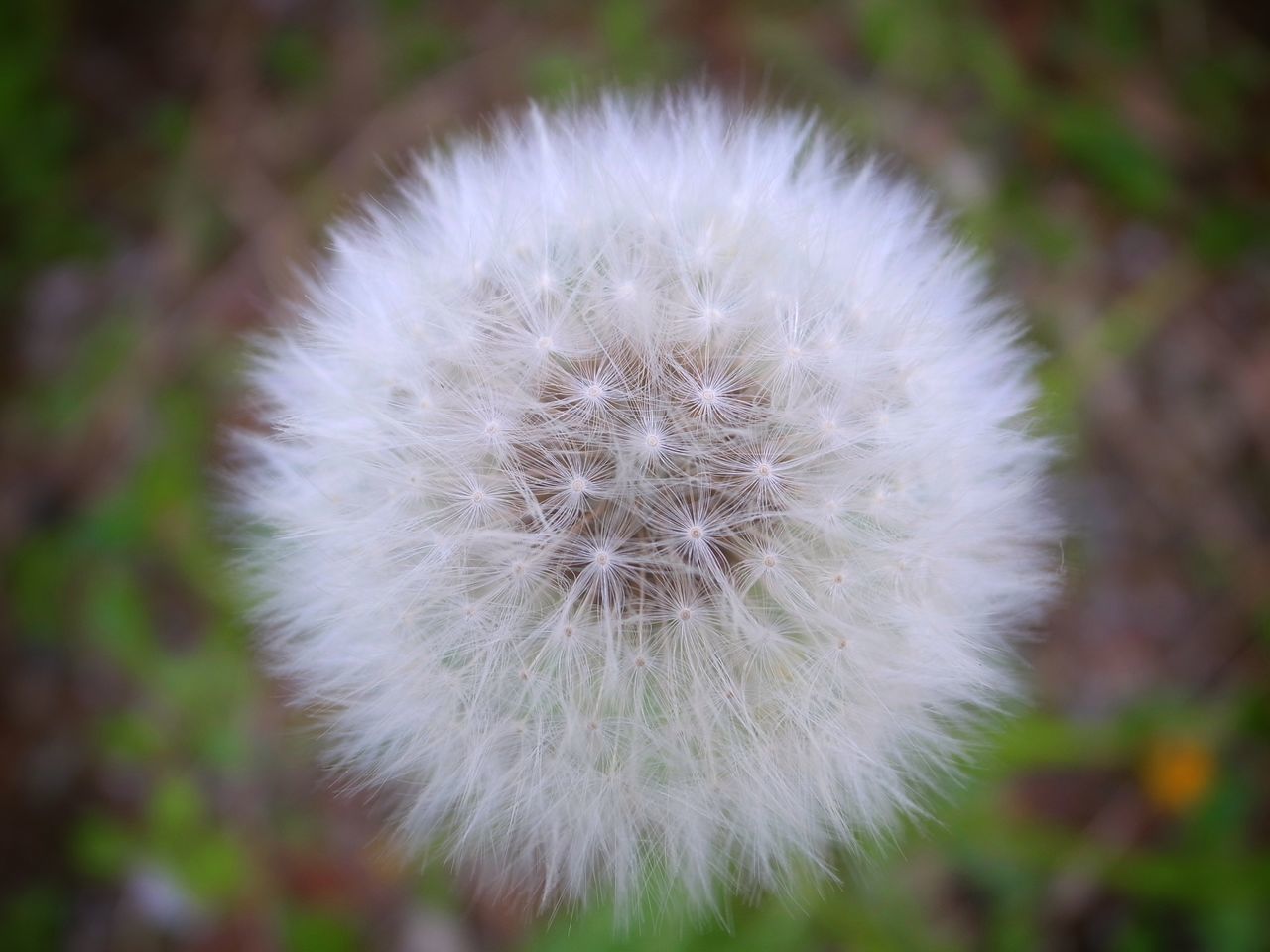 dandelion, flower, fragility, focus on foreground, nature, white color, softness, close-up, flower head, growth, plant, beauty in nature, uncultivated, outdoors, day, no people, freshness