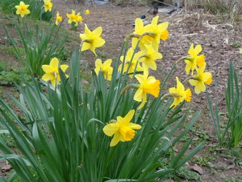 Close-up of yellow crocus blooming on field