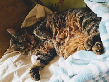 High angle view of cat sleeping on bed