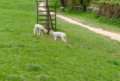 Dog in a pasture