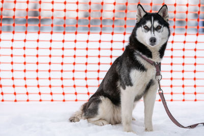 Dog looking away on snow