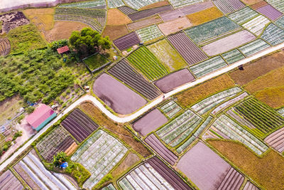 High angle view of agricultural field