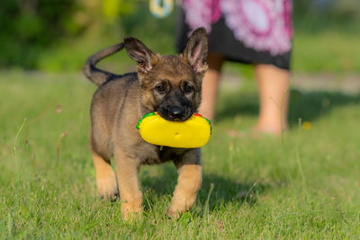 Dog running on field