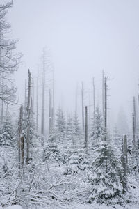 Snow covered trees in forest during winter