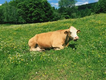 Cow on field against sky