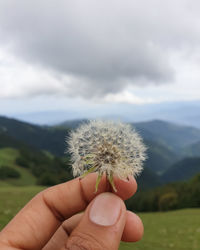 Close-up of hand holding plant against sky