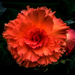 Close-up of red dahlia