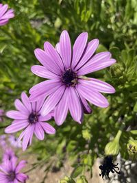 Close-up of purple flower in park