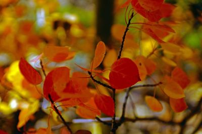 Close-up of autumnal leaves against blurred background