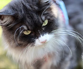 Close-up portrait of a cat