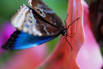 Close-up of butterfly on leaf