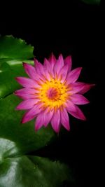 Close-up of yellow flower blooming against black background