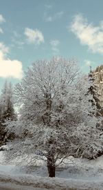 Trees on snow covered landscape against sky