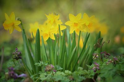 Close-up of yellow flowers blooming outdoors