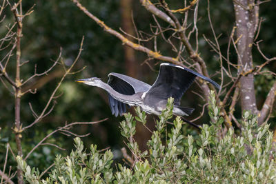 Bird perching on a tree