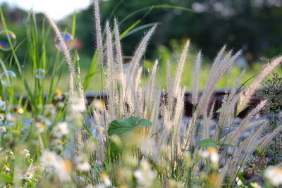 Close-up of flowering plants on field