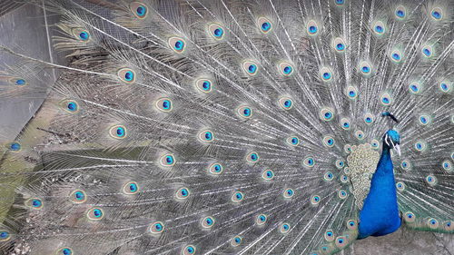 Close-up of peacock