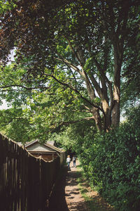 Rear view of people walking on footpath in forest