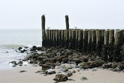 Wooden posts on beach against clear sky